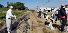 20201026芋ほり4