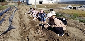2020芋ほり１