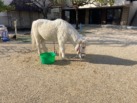 移動動物園