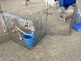 移動動物園