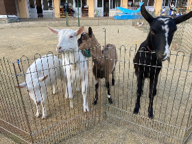 移動動物園