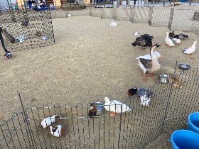 移動動物園