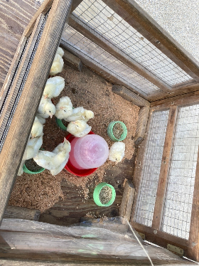 移動動物園