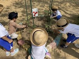 トマト栽培