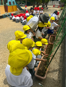 asagao5
