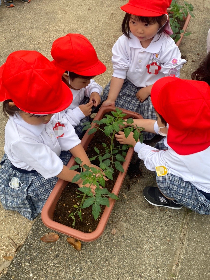 tomato10
