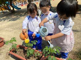 tomato3
