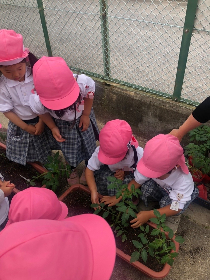 tomato6
