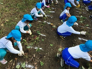お芋掘り