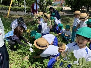 じゃがいも掘り
