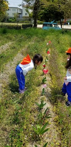 2019春の裏山2
