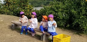 ミカン狩り９