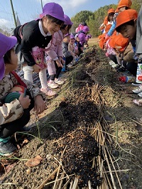 玉ねぎ12月1