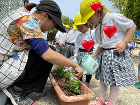 トマト植え４