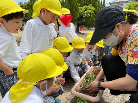 トマト植え５