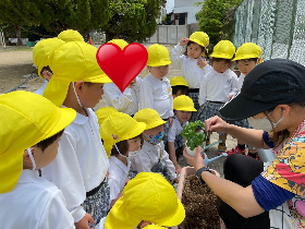 トマト植え６