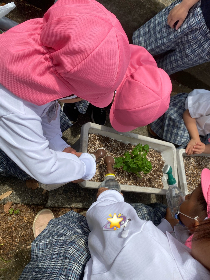 トマト植え９